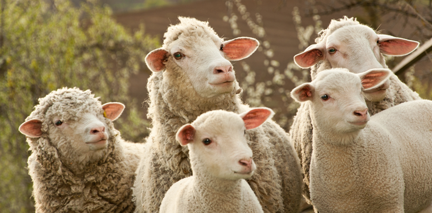 Resultado de imagem para ovelhas