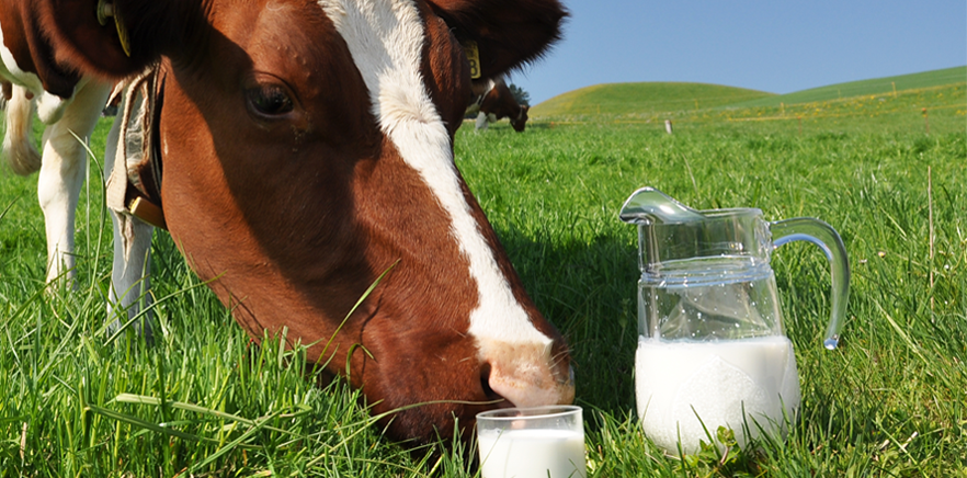 O Leite da alimento espiritual vaquinha O Leite da alimento espiritual vaquinha