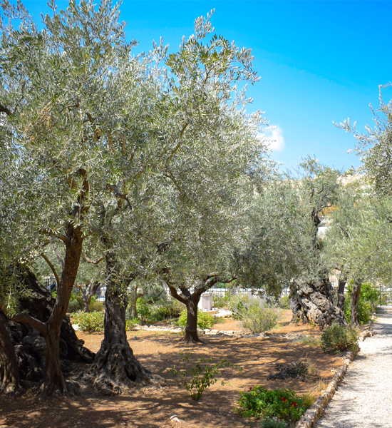 garden-olive-tree