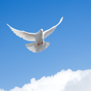 How can you have true peace?