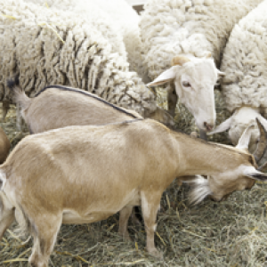 sheepandgoat