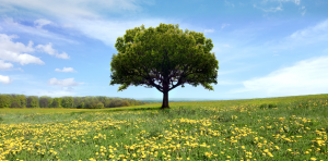 The tithe and the tither