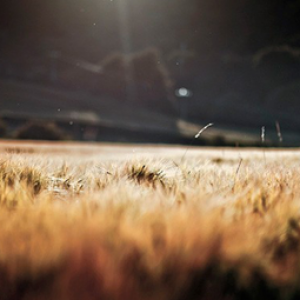 Cain’s field