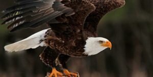 The wings of faith like an eagle