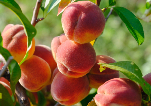 Fast of Daniel, Day 17 – The Fruit of the Holy Spirit