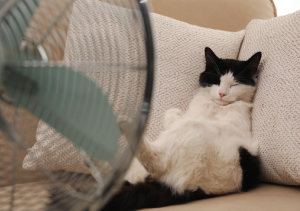 Tips for Coping in the Heat of the Summer
