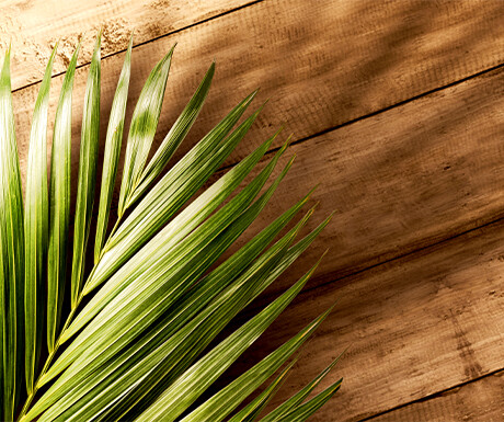 Palm Sunday
